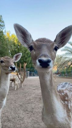 two deer standing next to each other on a dirt field