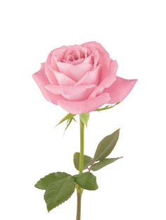 a single pink rose on a white background