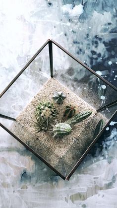 a glass box filled with plants on top of a floor covered in sand and water