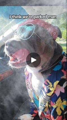 a dog with sunglasses and a shirt on sitting in the back seat of a car