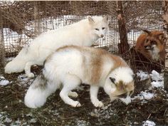 two white and brown cats are in the snow near some trees with no leaves on them