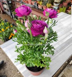 purple flowers are in a pot on a wooden table outside with other plants around it