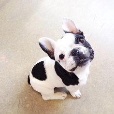 a small black and white dog sitting on top of a floor next to a wall