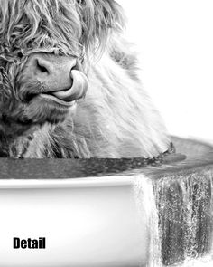 a hairy cow sticking its tongue out in a bowl