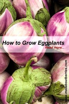 an eggplant is shown with the words how to grow eggsplants read more