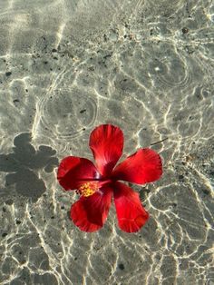 a red flower floating on top of water