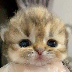 a small kitten with blue eyes is holding something in its mouth