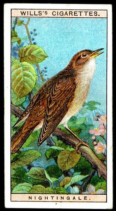 a bird sitting on top of a tree branch next to green leaves and pink flowers