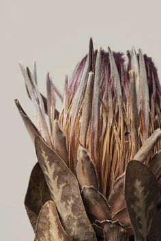 a close up view of a flower head