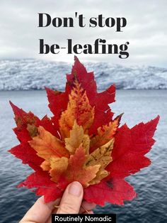 someone holding up a red leaf with the words don't stop be - leafing