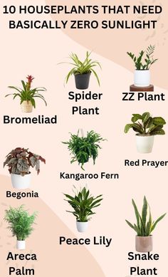 the top ten houseplants that need basically zero sunlight in their pots, and how to care for them