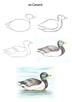 three ducks are shown in different stages of their life cycle, and one is drawn with colored pencils