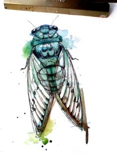 a watercolor painting of a fly insect