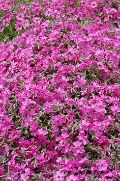 purple flowers are blooming in the garden