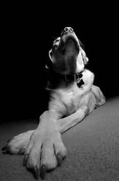 a black and white photo of a dog laying on the floor with its mouth open