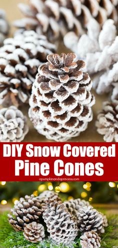 some pine cones are sitting on the ground with text overlay that says diy snow covered pine cones