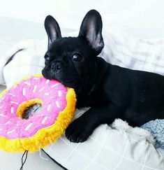 a small black dog laying on top of a pillow with a doughnut in it's mouth