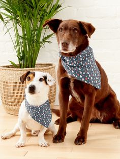 two dogs sitting next to each other on the floor in front of a potted plant