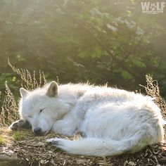 a white wolf laying down in the grass