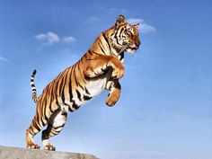 the tiger is jumping up into the air