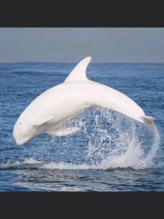 a white dolphin jumping out of the water with it's front end in the air