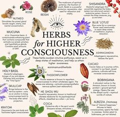 Herbs For Saggitarius, Herbs For Higher Consciousness, Roxanne + Core + Aesthetic, Herbs For Gemini, Euphoric Herbs, Herbs For Scorpio, Herbs For Creativity, Herb Foraging, Apothecary Recipes