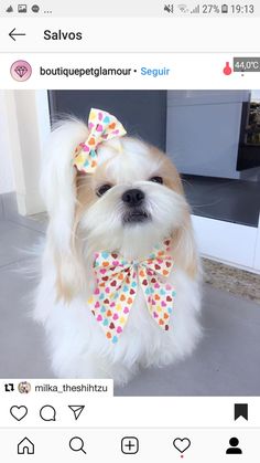 a small white dog with a colorful bow on it's head