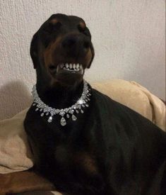 a black dog wearing a diamond collar and smiling at the camera with its mouth open