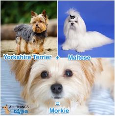 there are four different pictures of dogs in the same photo, one is yorkshire terrier and the other is maltesee