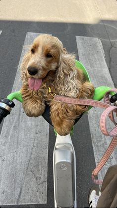 a dog sitting on the back of a scooter with its tongue hanging out