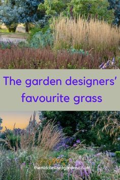 the garden designer's favorite grass is in front of some trees and bushes with purple flowers