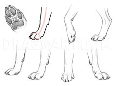 how to draw a dog's paw and foot step by step drawing instructions for beginners