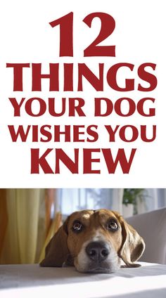 a brown dog laying on top of a bed next to a white wall with the words 12 things your dog wishes you knew