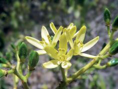 a yellow flower with green leaves in the foreground and dirt ground in the background