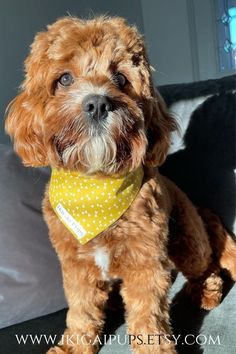 a small brown dog with a yellow bandana around it's neck sitting on a couch