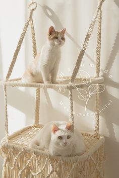 two white cats sitting on top of a macrame basket hanging from the ceiling