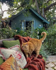 an orange cat standing on top of a couch next to a green house and trees