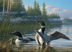 two ducks are swimming in the water near tall grass and pine trees, while another duck is on the other side of the pond with its wings spread out