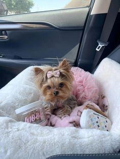 a small dog sitting in the back seat of a car wearing a pink dress and shoes