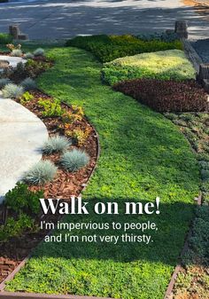 an image of a garden with the words walk on me i'm impersonious to people, and i'm not very thirsty