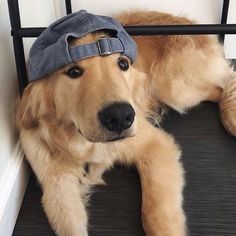 a dog wearing a hat laying on the floor