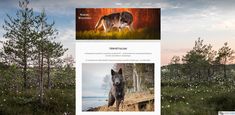 an image of a dog in the woods with trees and flowers around it, as well as other images