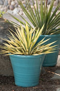 two blue pots with plants in them sitting on the ground next to rocks and gravel