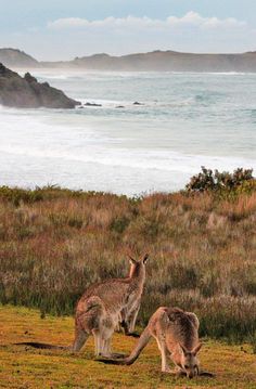 two kangaroos are standing in the grass by the water and looking at the ocean