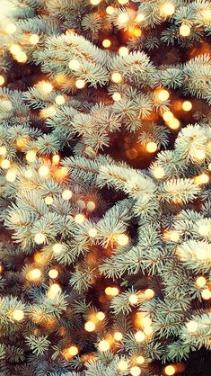 a close up view of the branches of a christmas tree with lights in the background