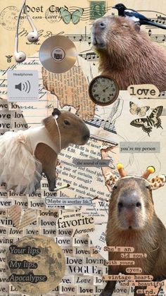 Słotka capivara dla fanów capivar. Vintage Moodboard, Moodboard Aesthetic, Drawing Wallpaper, Foto Tips, Aesthetic Love, Cute Animal Drawings, Really Funny Pictures, Animal Photo