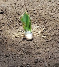 a plant sprouts out of the ground with dirt and grass in the background