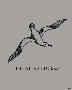 the albatross logo on a grey background with black and white text that reads,