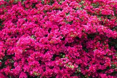 purple flowers blooming on the side of a building