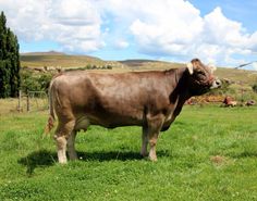 a large brown cow standing on top of a lush green grass covered field under a blue sky